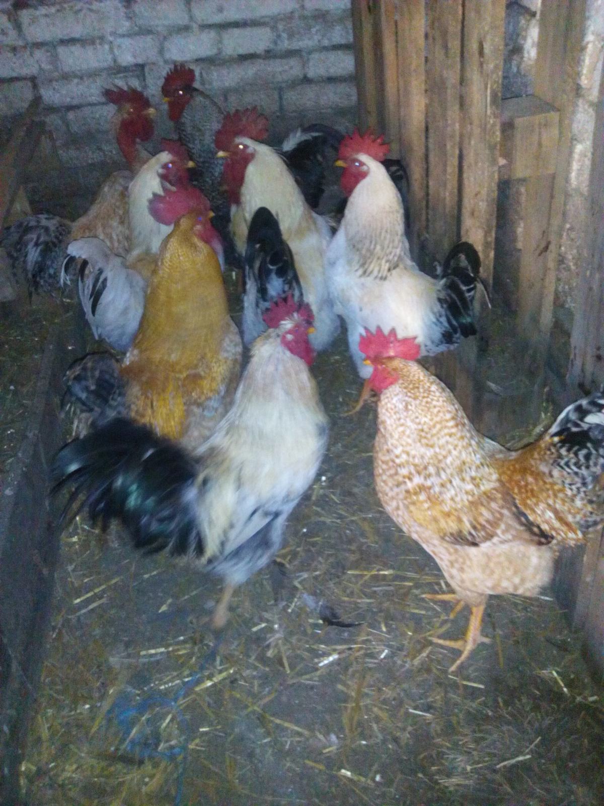 Pevci domači PEVCI-pjetlovi