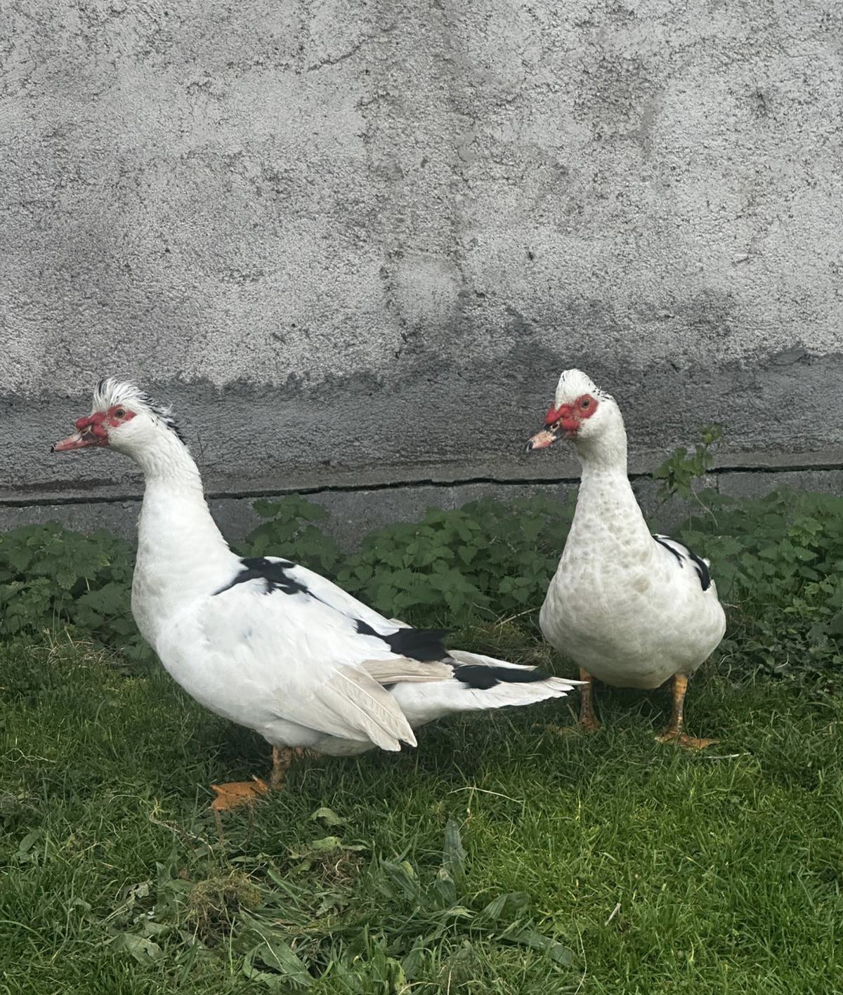 Patke Japanske patke(Muški)