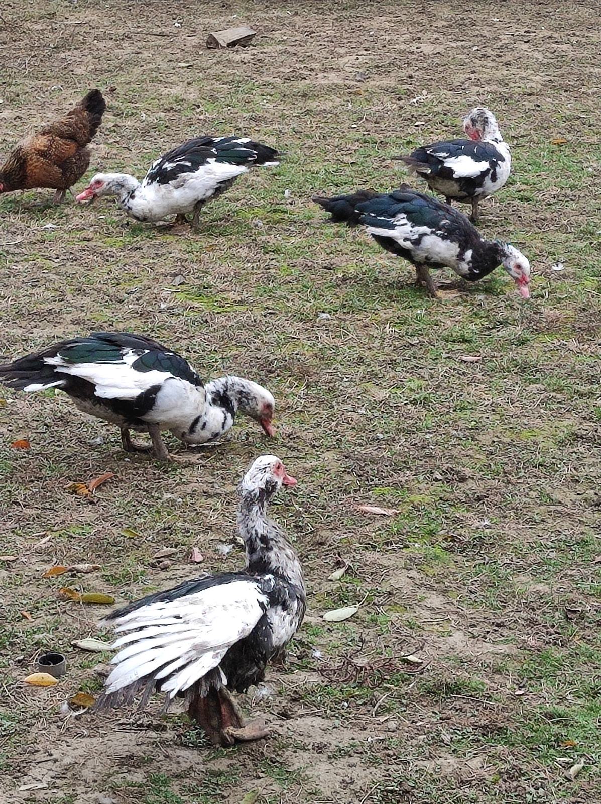 Patcke Japanske patke