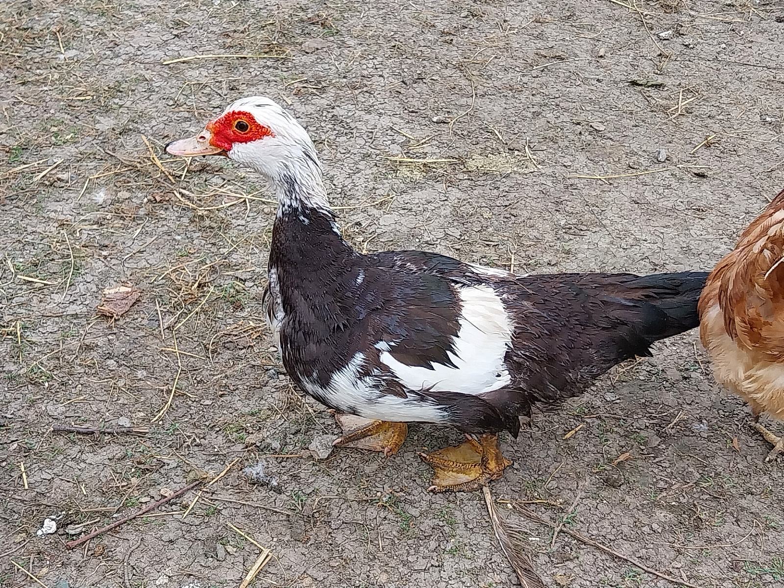 Patke Mošusne patke, može zamjena