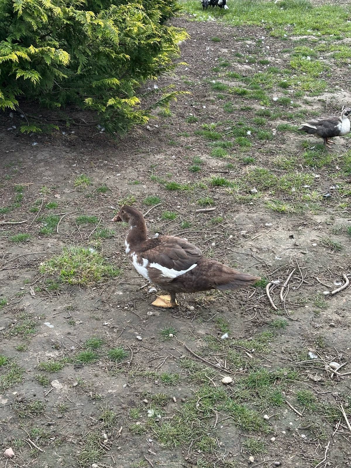 Patke Mošusne patke