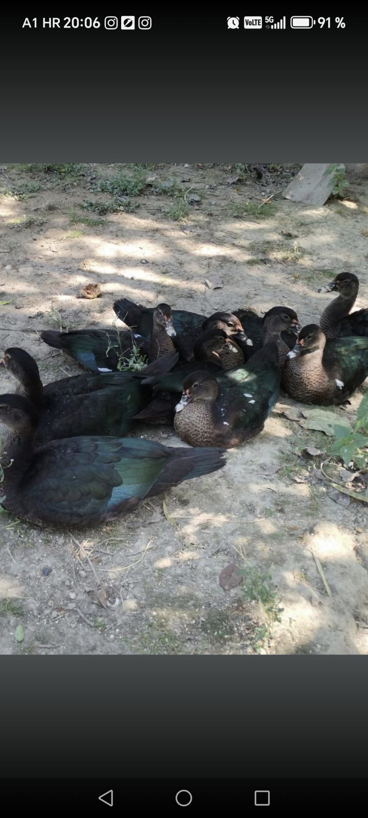 Patke Mošusne patke
