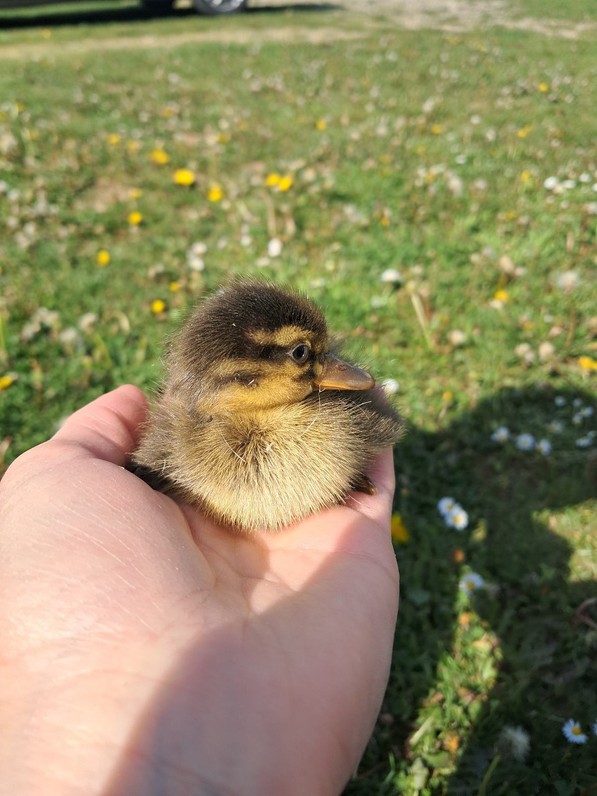 Patke Pacici indijske patke trkacice