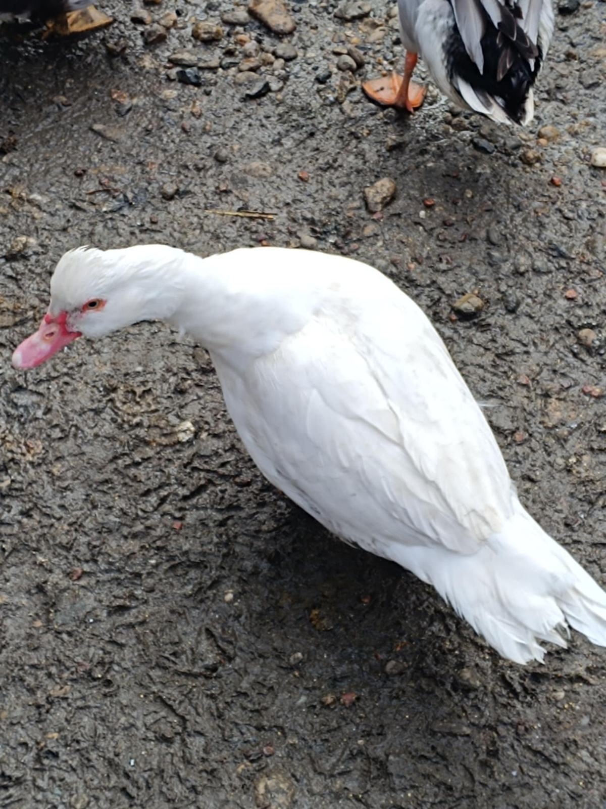 Patcke Patke - DOMAĆE
