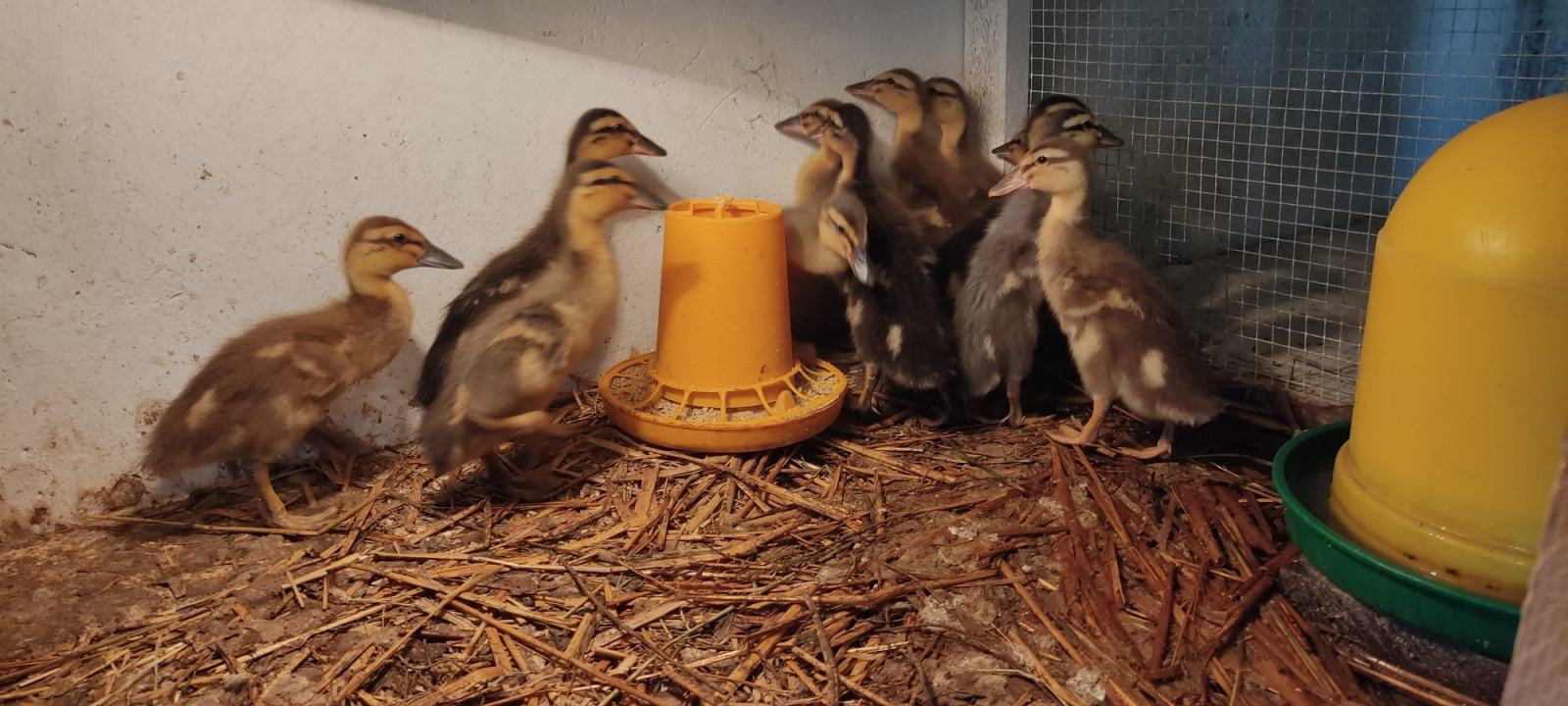 Patke Patke Indijska trkačica / pužomorka - mali pačići