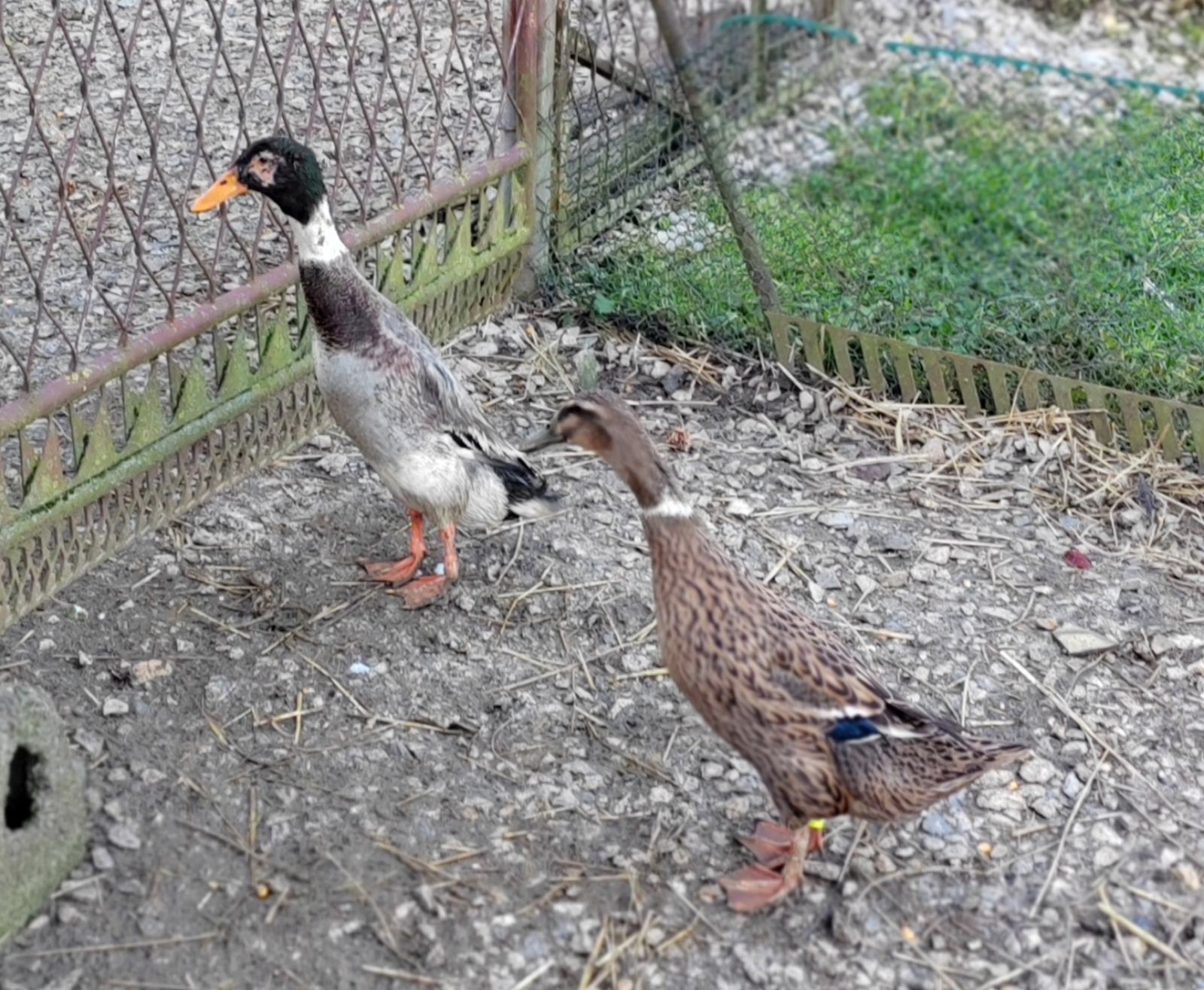 Patke Patke indijske trkačice, jedan par