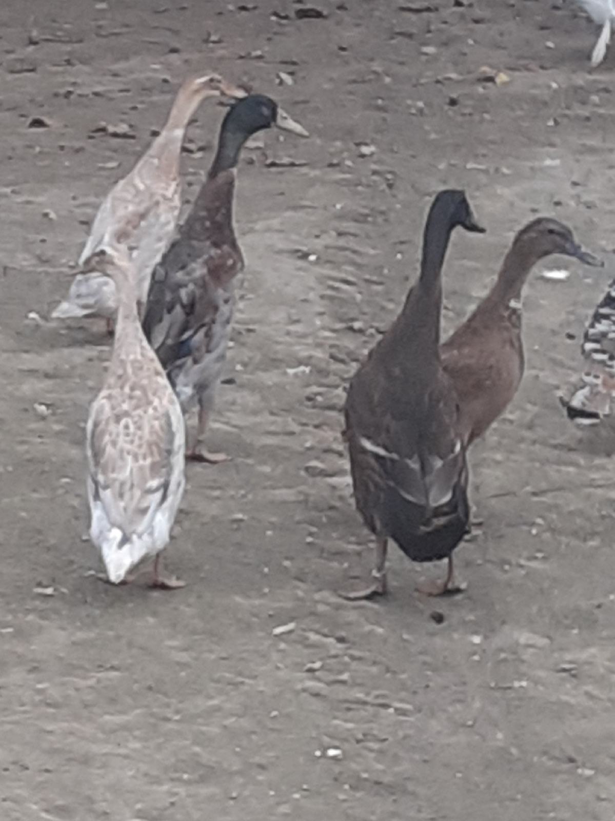 Patcke PATKOVI INDIJSKE PATKE TRKAČICE