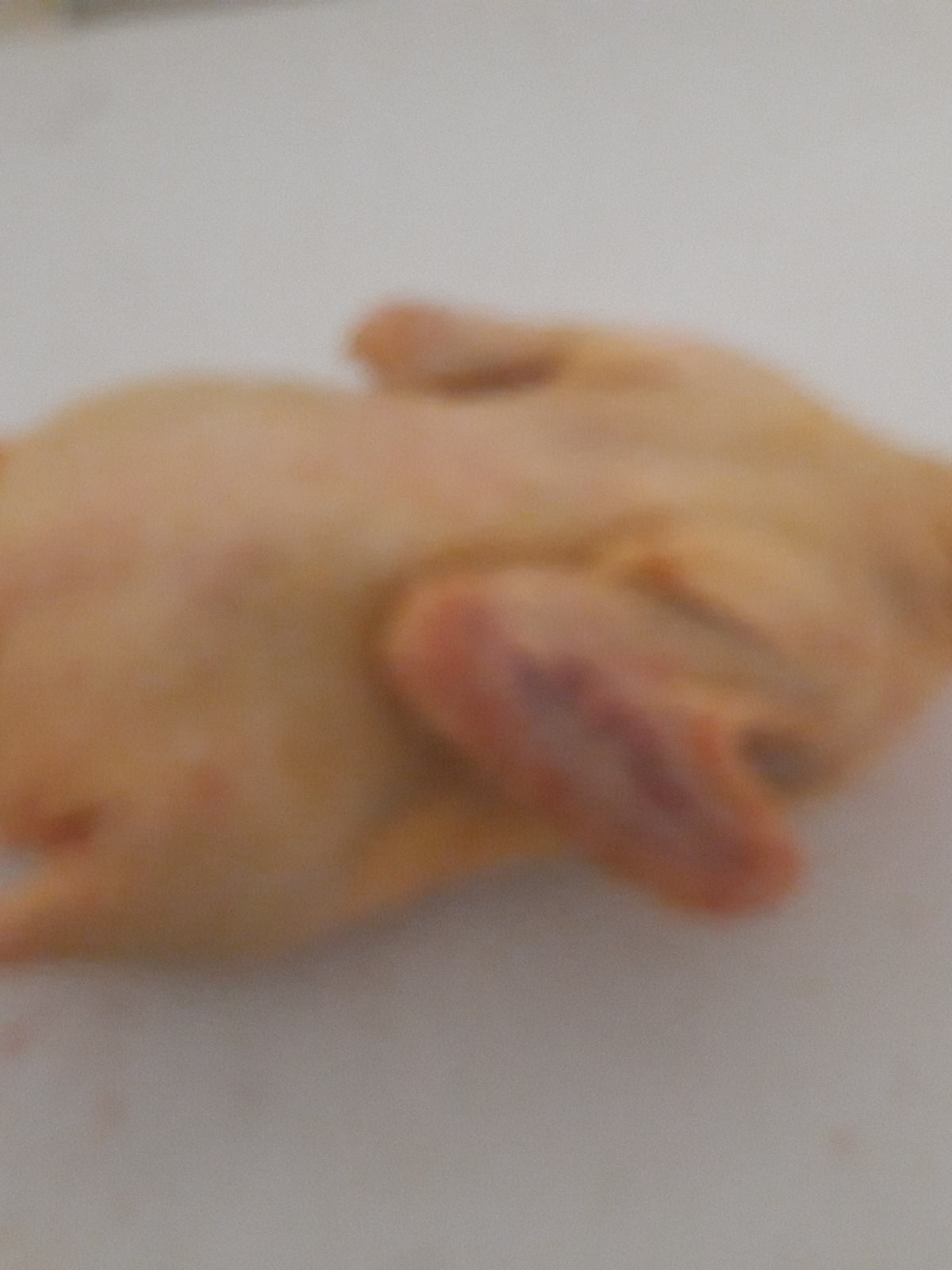 Patcke Patke očišćene domaće