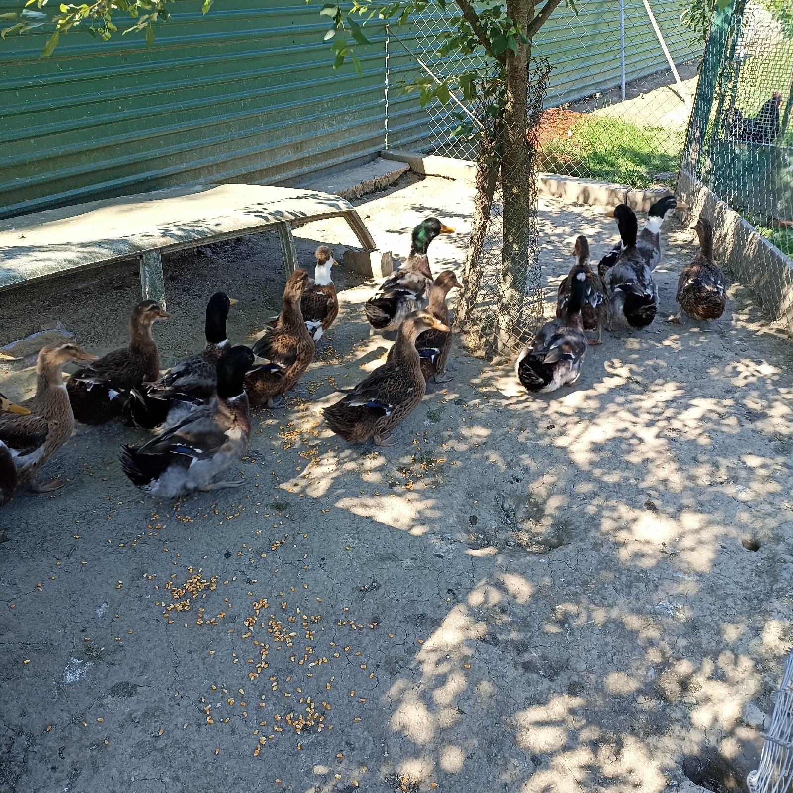 Patcke Domače patke