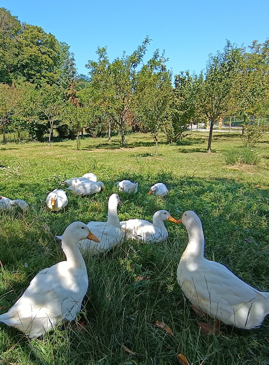 Patcke Patke