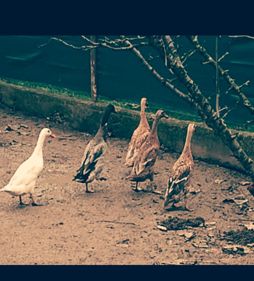 Patke Indijske patke trkačice - - pužomorke