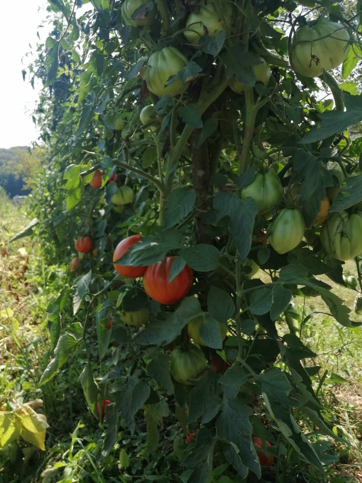 Rajčica