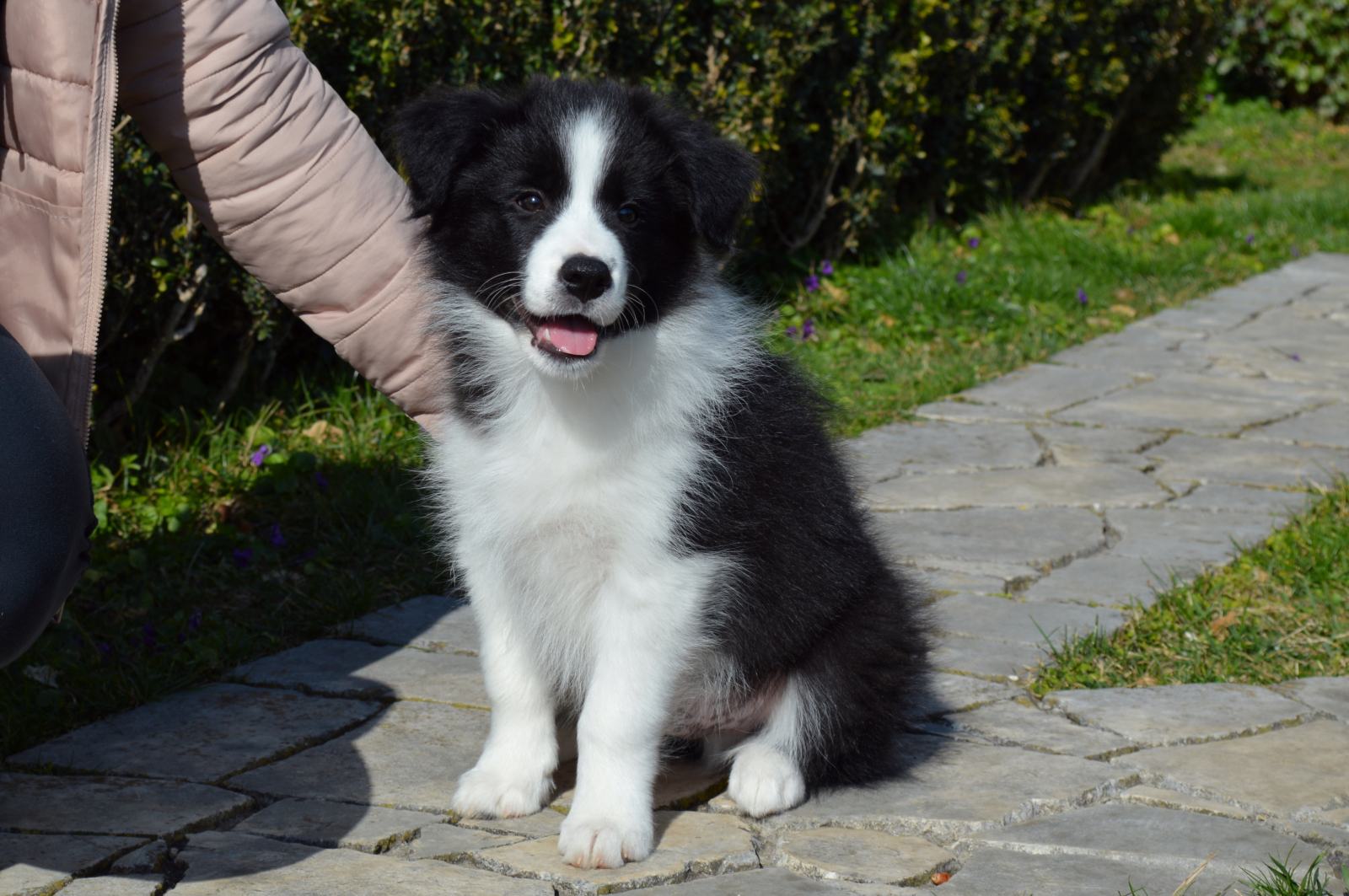 Border collie muško štene