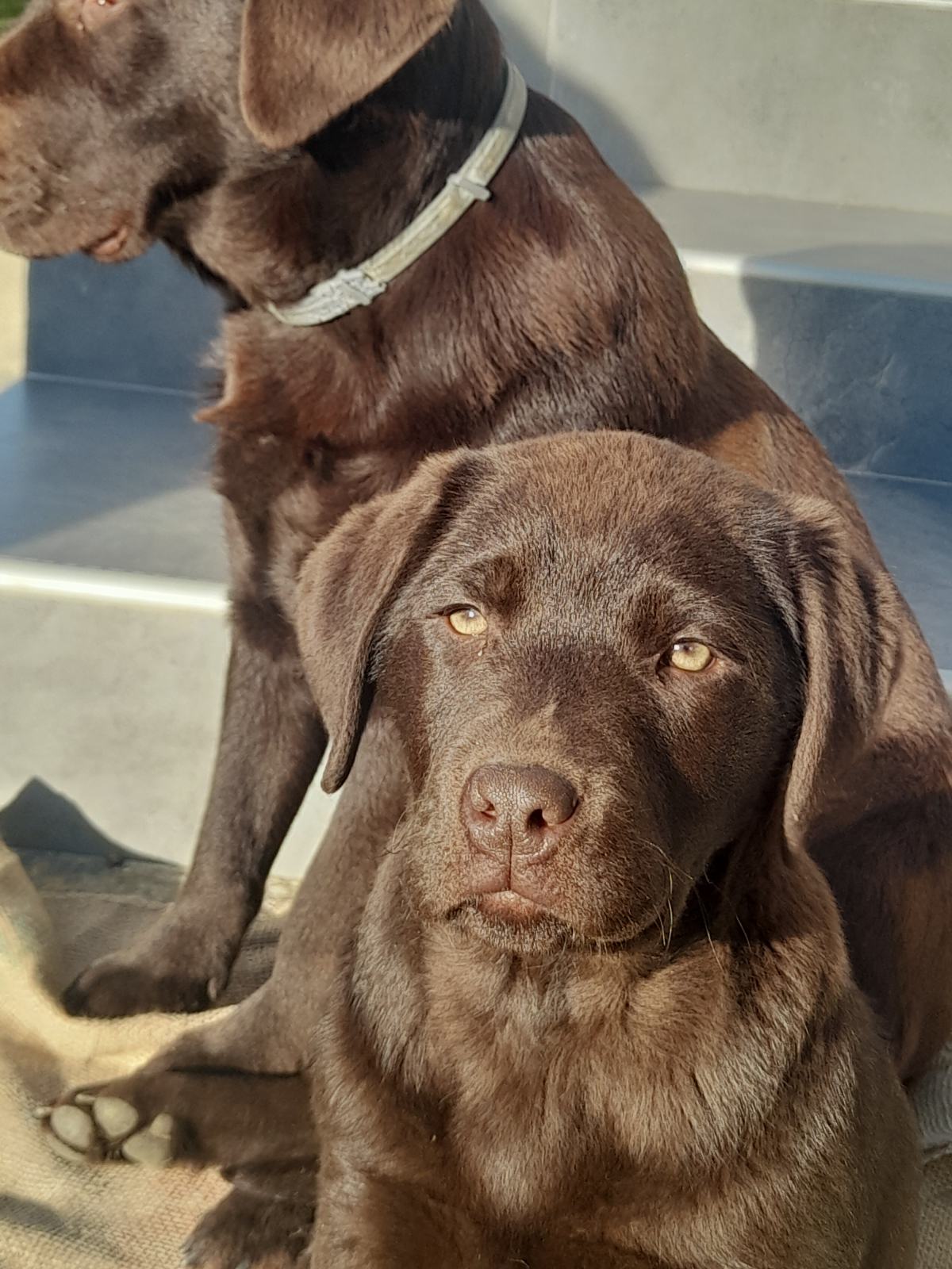 Labrador Ra Čokoladno žensko štene labrador retrievera