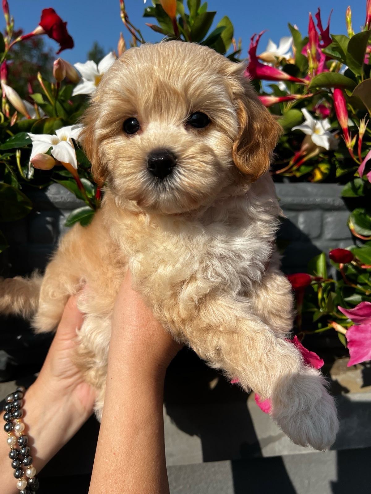 Prekrasni Maltipoo F1 štenci – spremni za rezervaciju