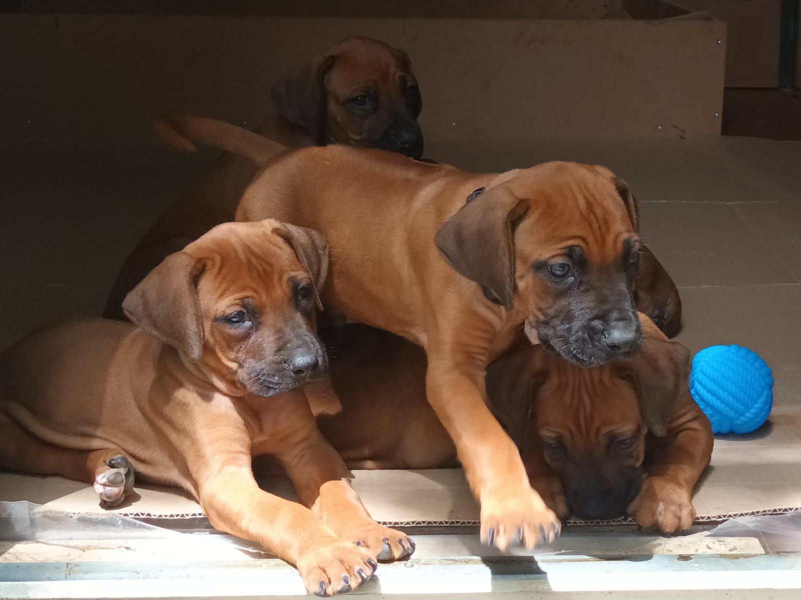 Rhodesian Ridgeback