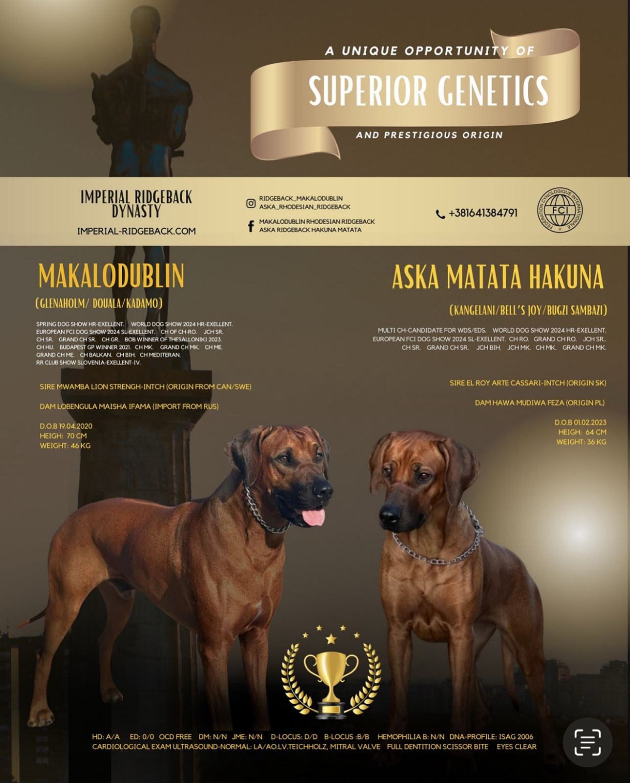 Jedazar Rhodesian Ridgeback Rhodesian Ridgeback stenci