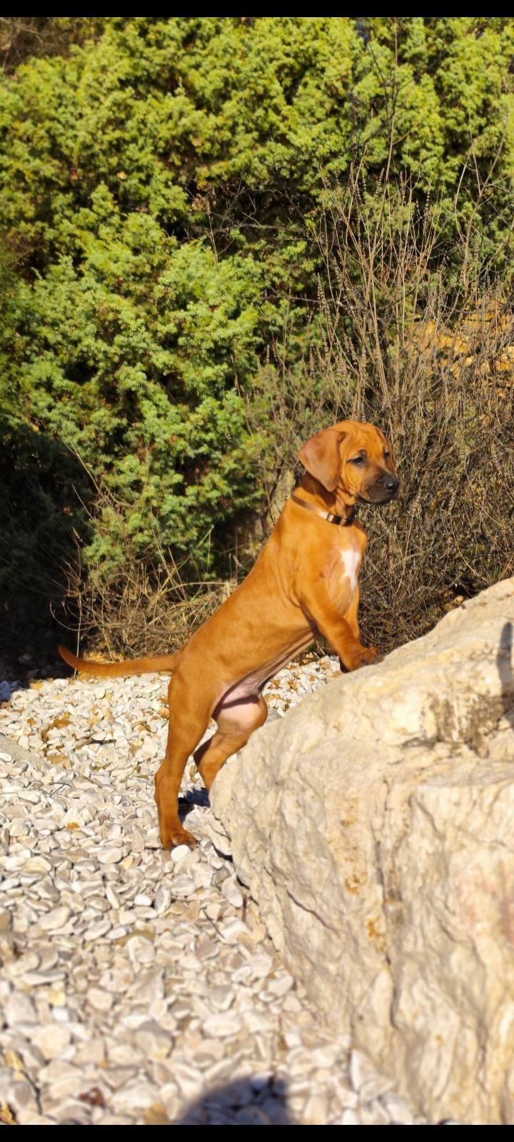 Rhodesian Ridgeback muško štene