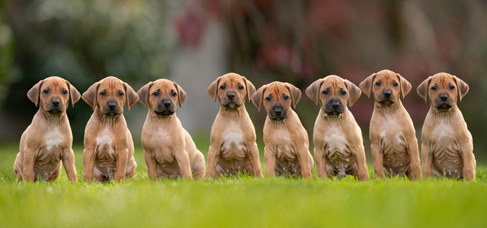 RODESIAN RIDGEBACK Z RODOVNICOM