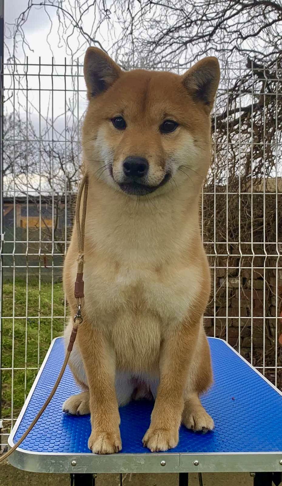 Akai Inu Shiba Inu Kennel