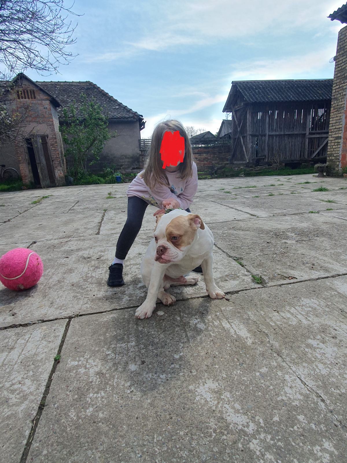 Brown Liquid Dark Green Vomit Dog Feeding Dogs With Bilious