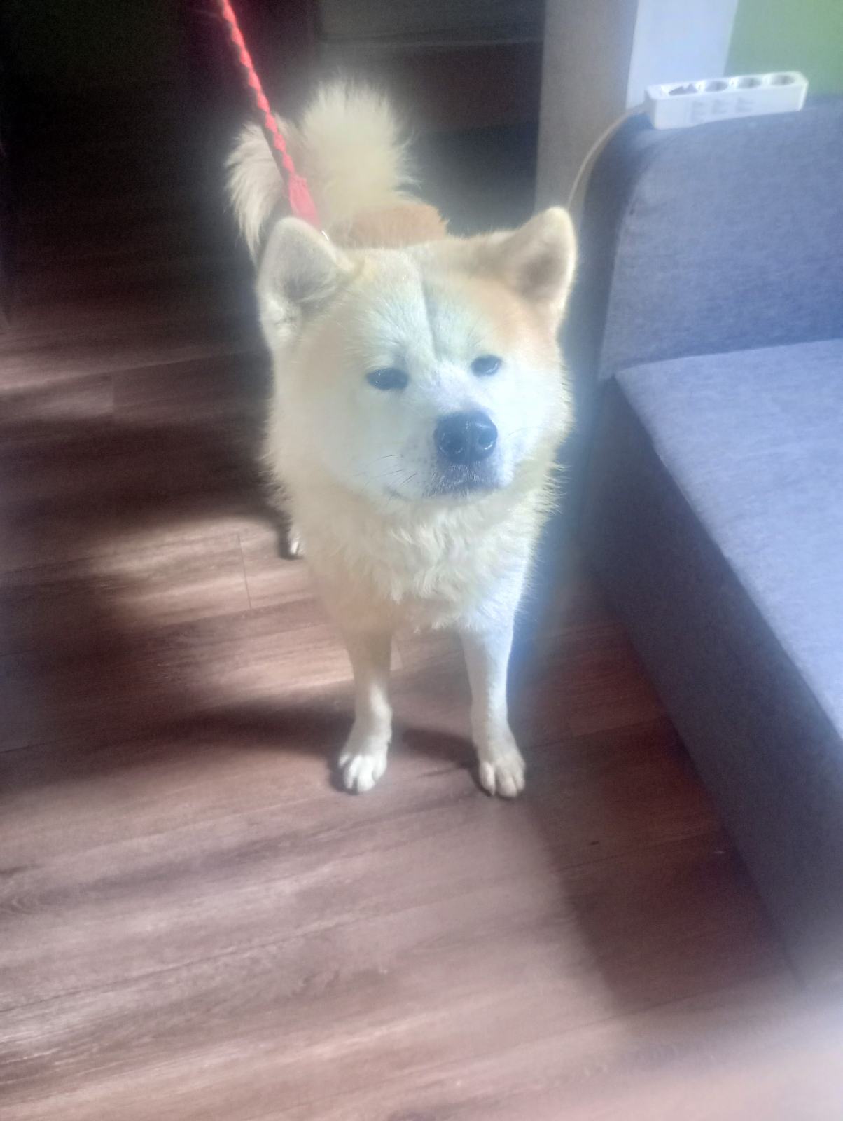 AKITA INU JAPANSKA AKITA