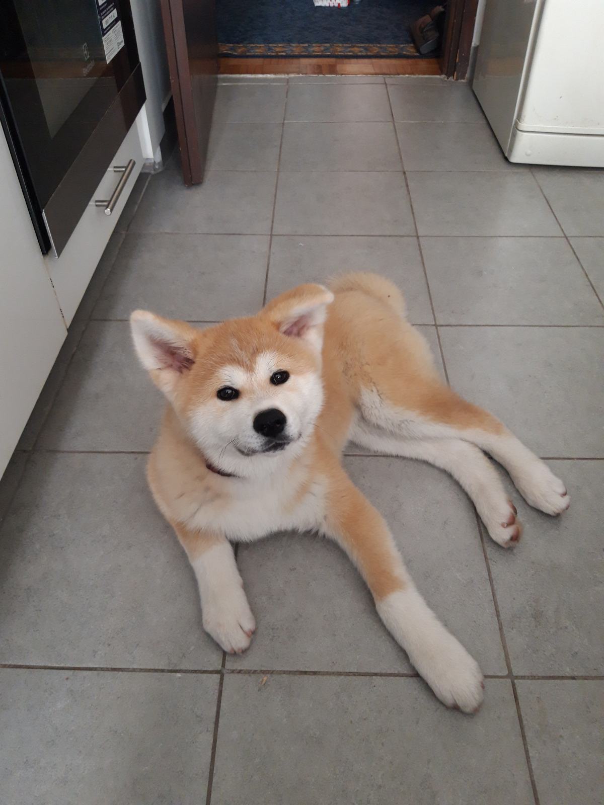 Štene Japanske Akite (Akita Inu)