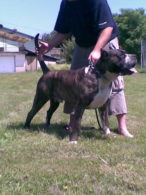 prodaja bandog bandog pas