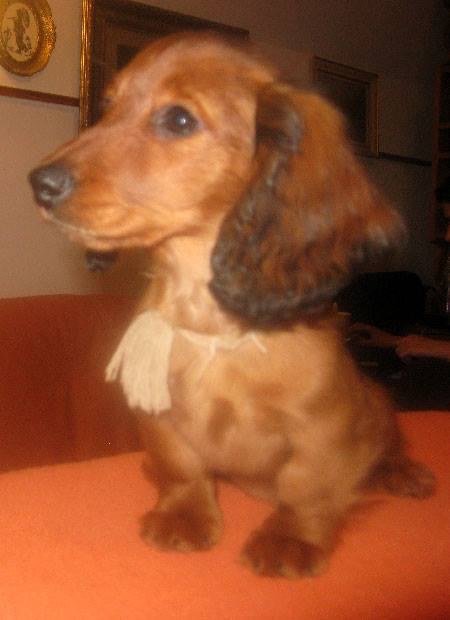 Dugodlaki jazavčar kunićar i patuljasti