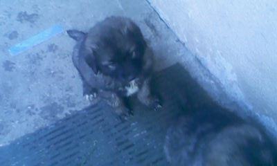 Mješanci (leonberger i šarplaninac)