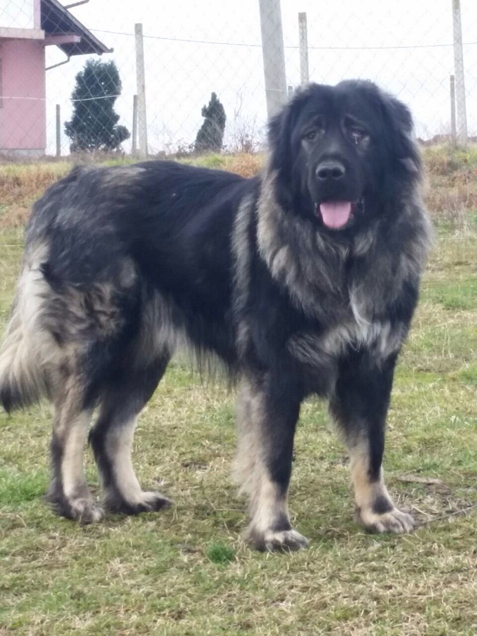 Šarplanina 18 mjeseci visina u grebenu oko 78 vm