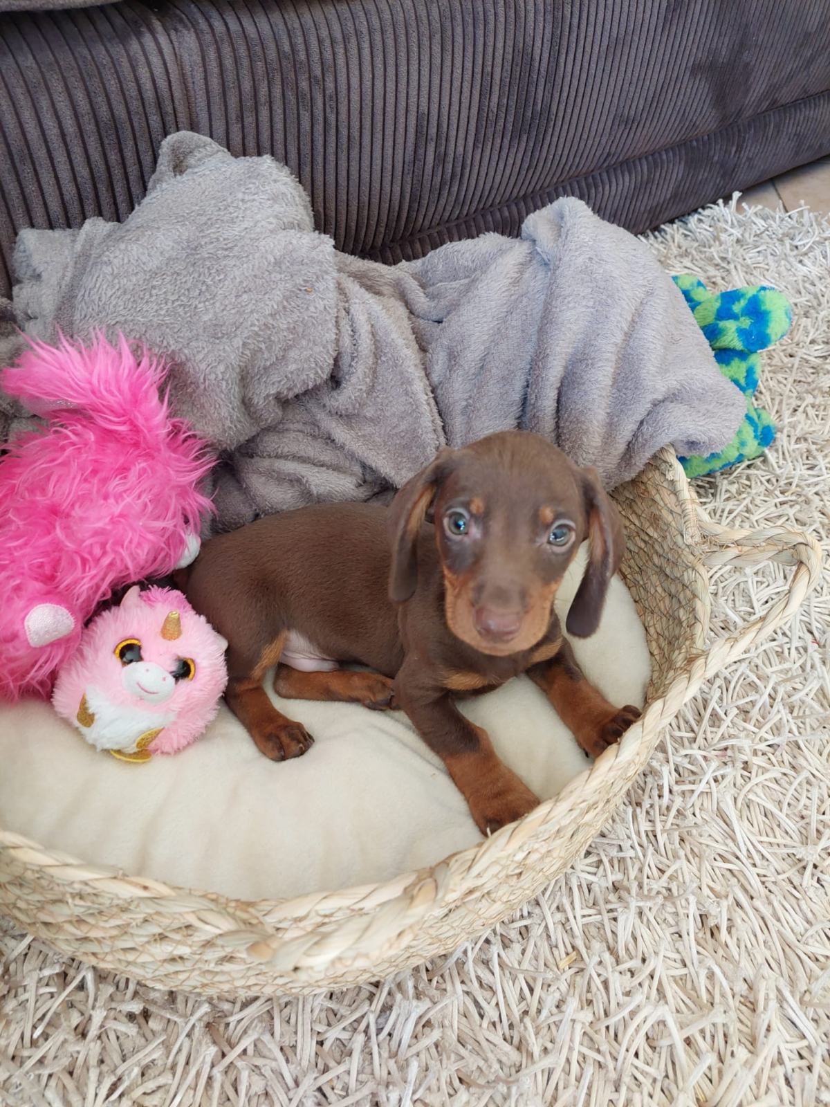 Prodajem psa, Patuljasti jazavčar, muški