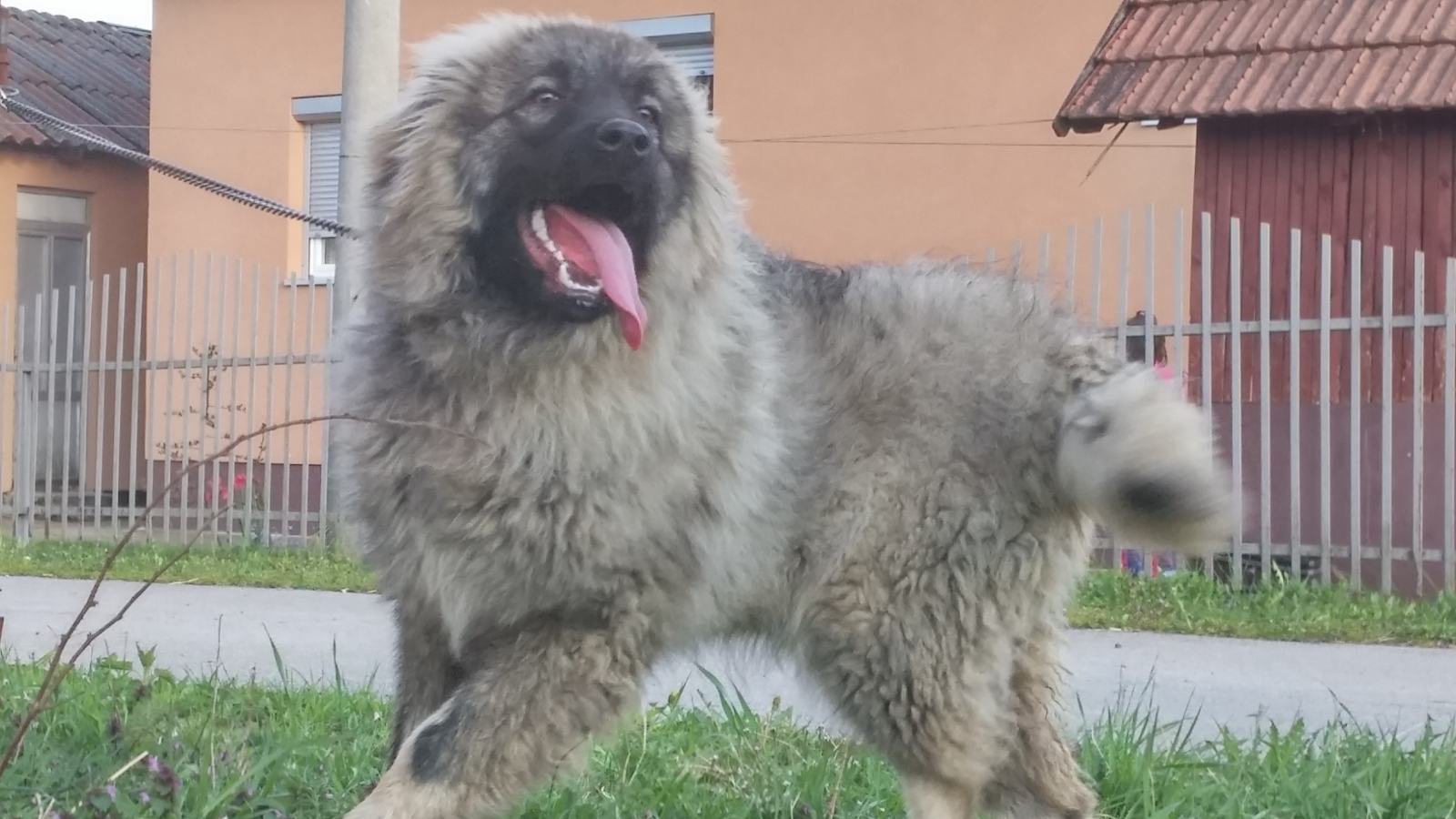 Izvorni Sarplaninci SARPLANINAC KARABAS IZVORNA LINIJA