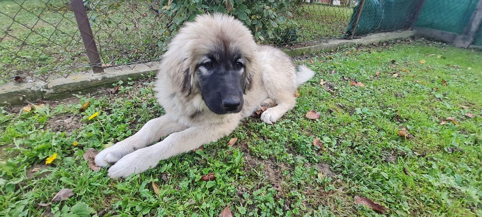 Veliki Sarplaninci Šarplaninac ženka Od Vrhunskih Roditelja