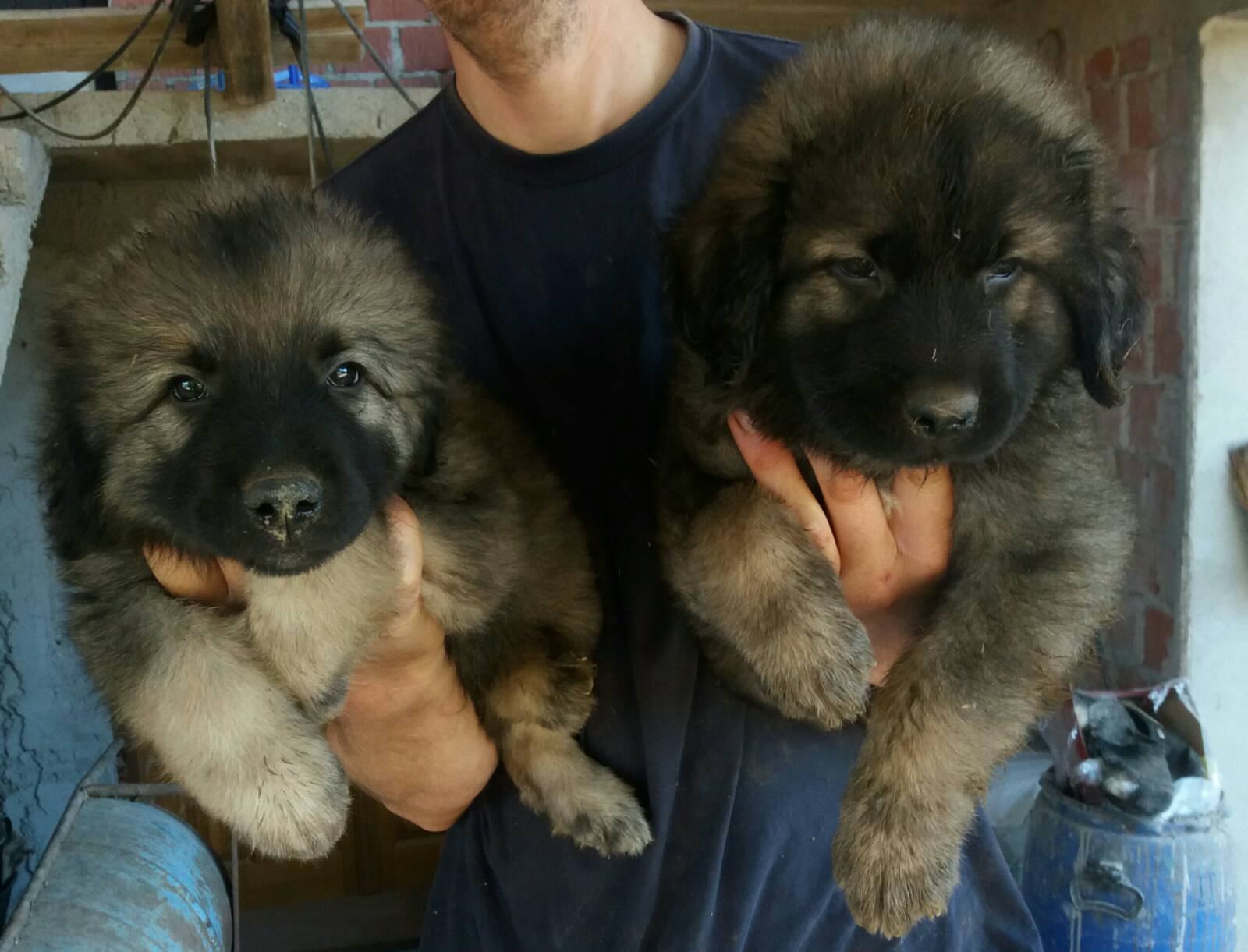 ŠARPLANINCI ŠTENCI ČISTOKRVNI I ŠTENCI KAVKAZ-ŠARPLANINAC PRVOKLASNI