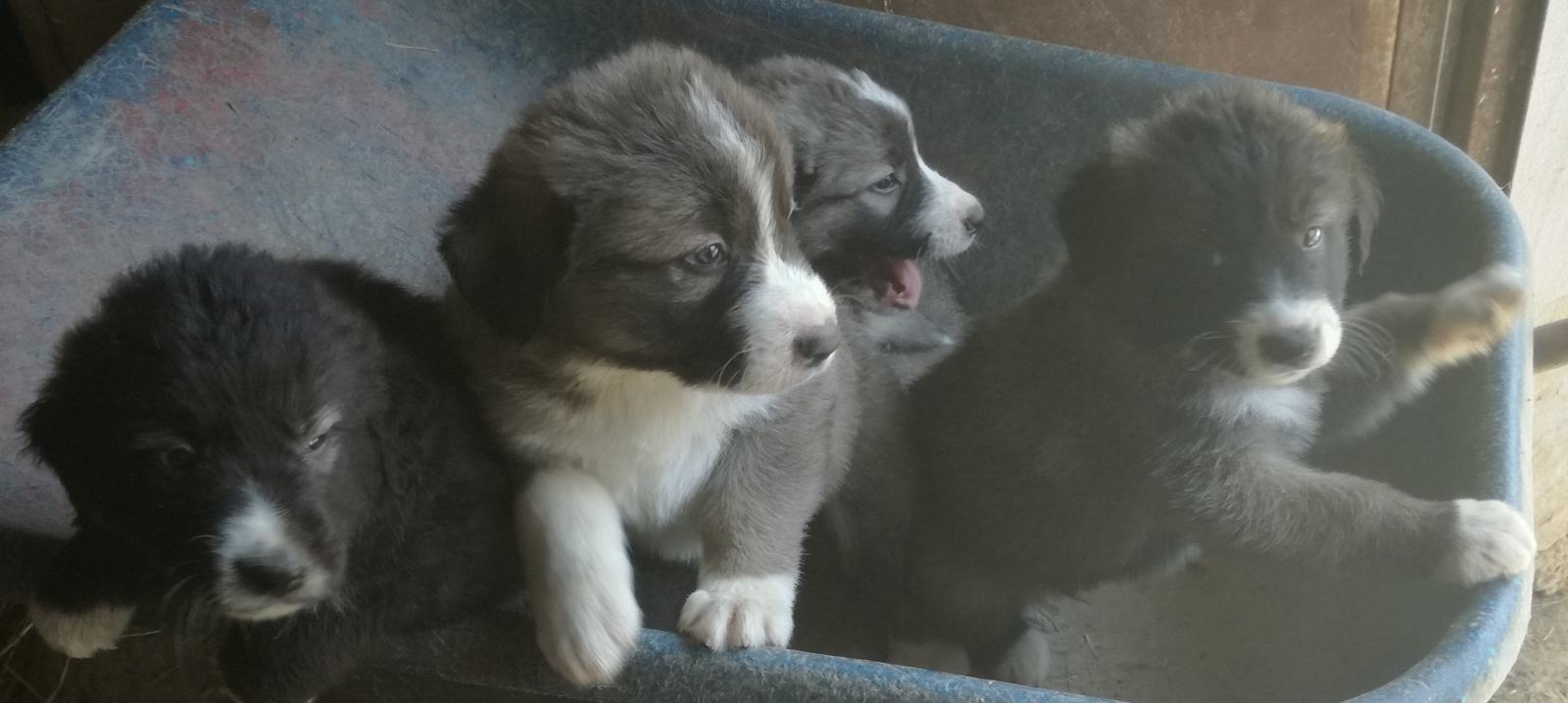 ŠTENCI KAVKASKI OVČAR x ŠARPLANINAC **1 MUŠKI I ŽENSKE JOŠ DOSTUPNI*