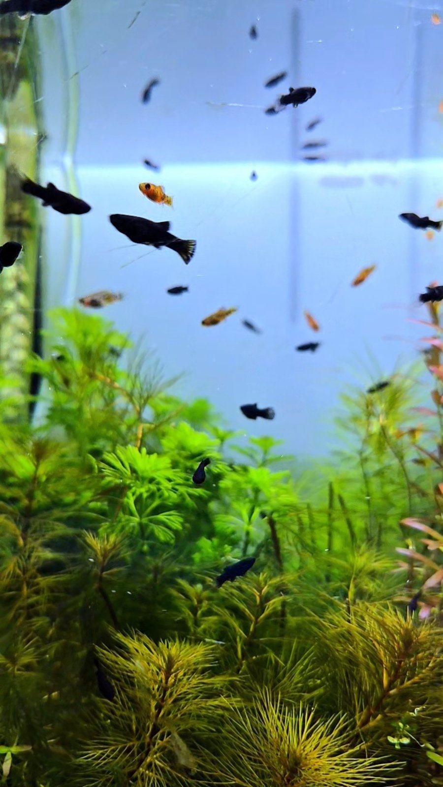 Akvarijske ribice-Black Molly
