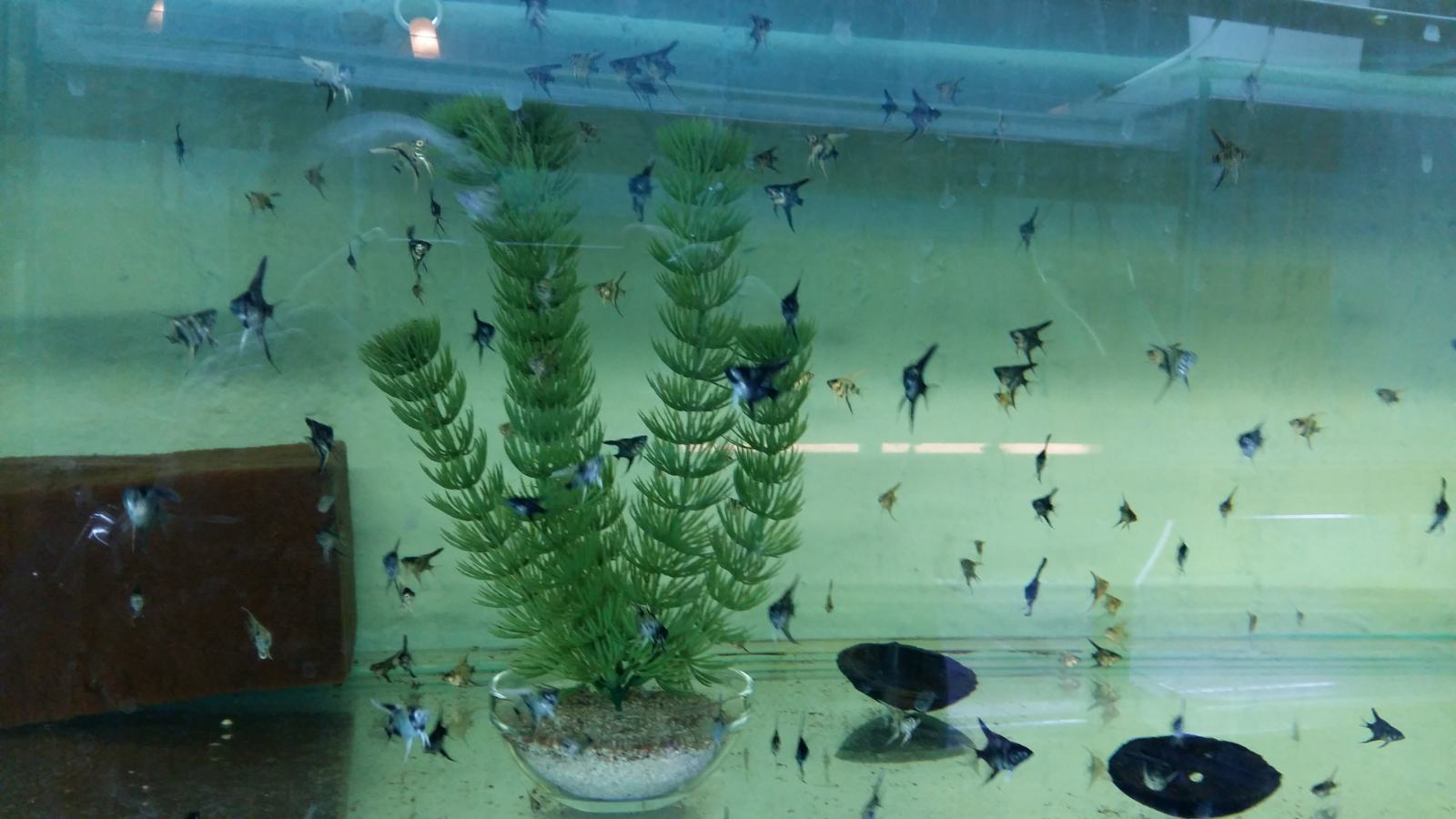 Akvarijske tropske ribice