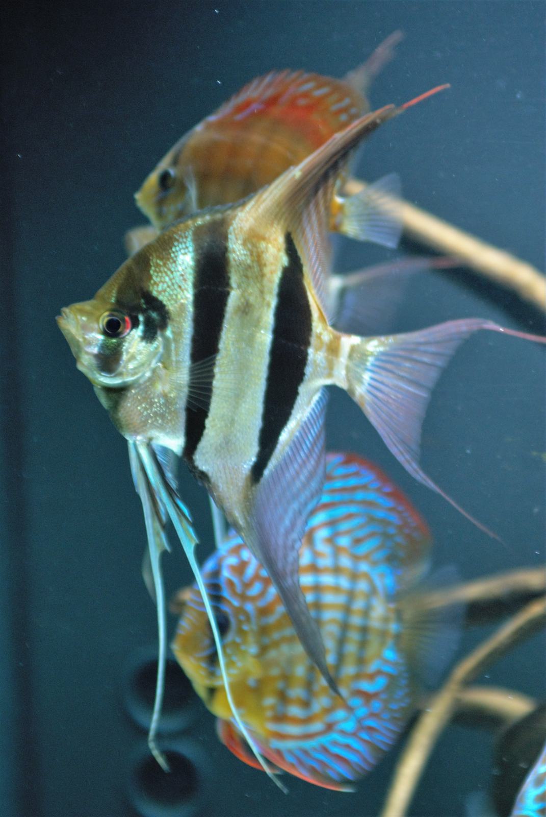Altumi Orinoco