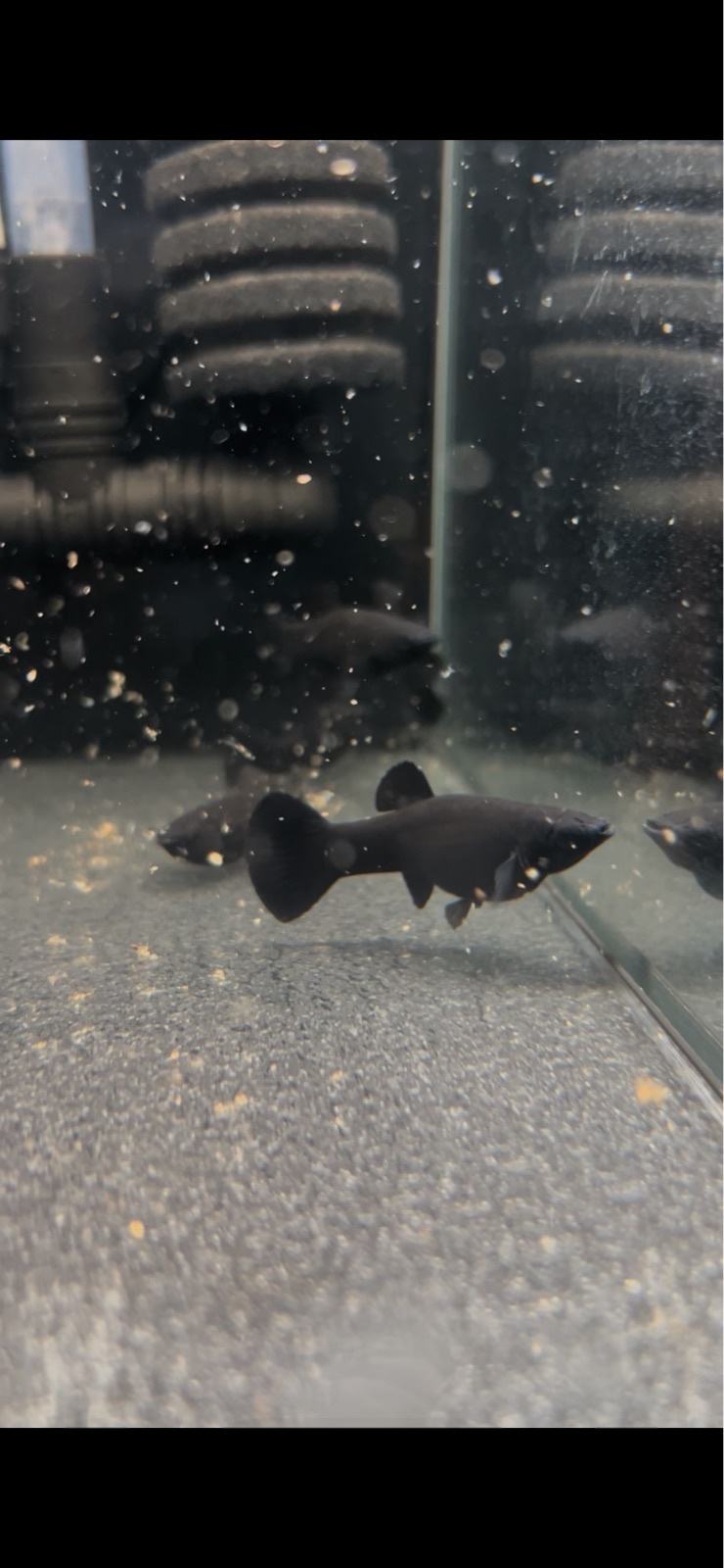 Black molly ribice