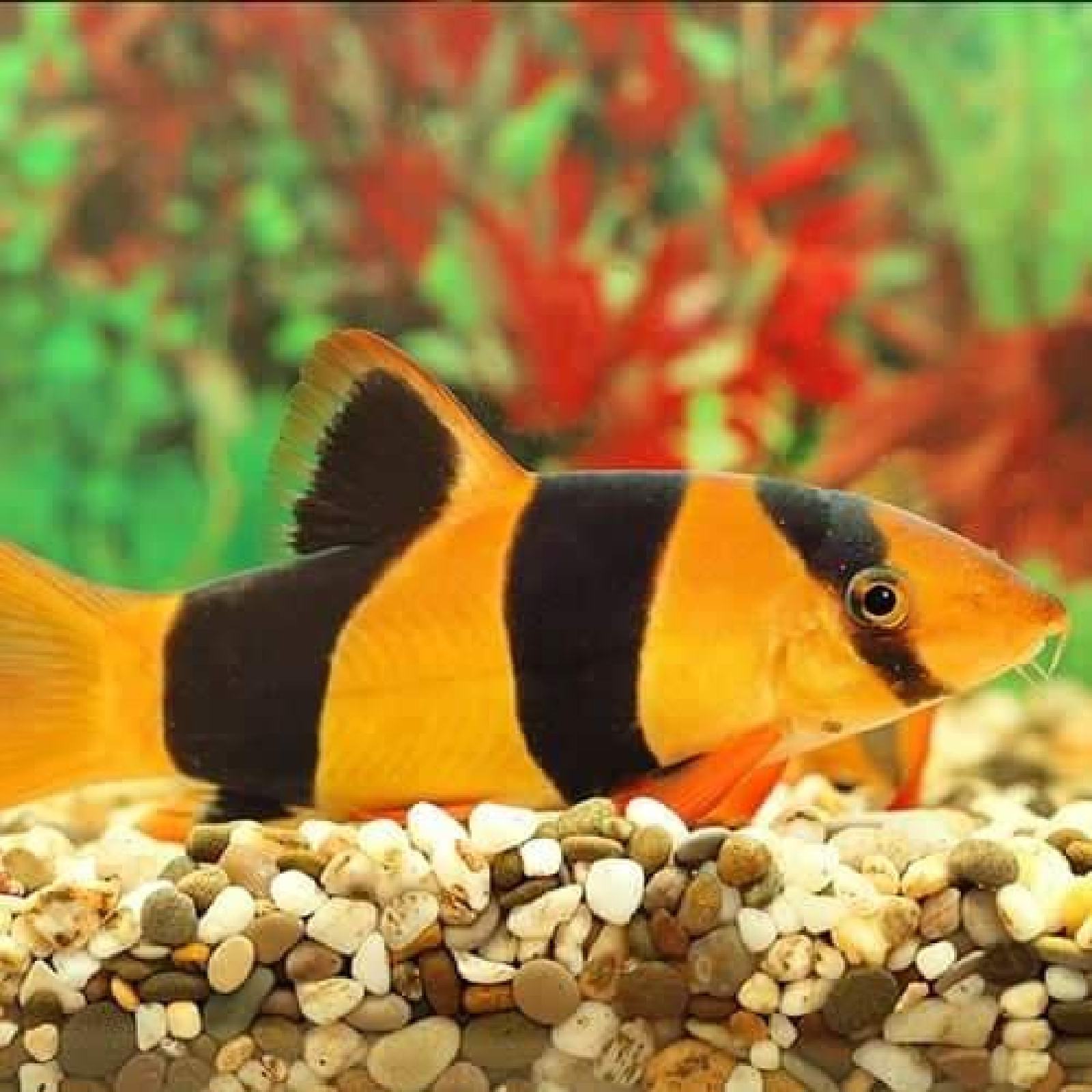 Botia macracanta
