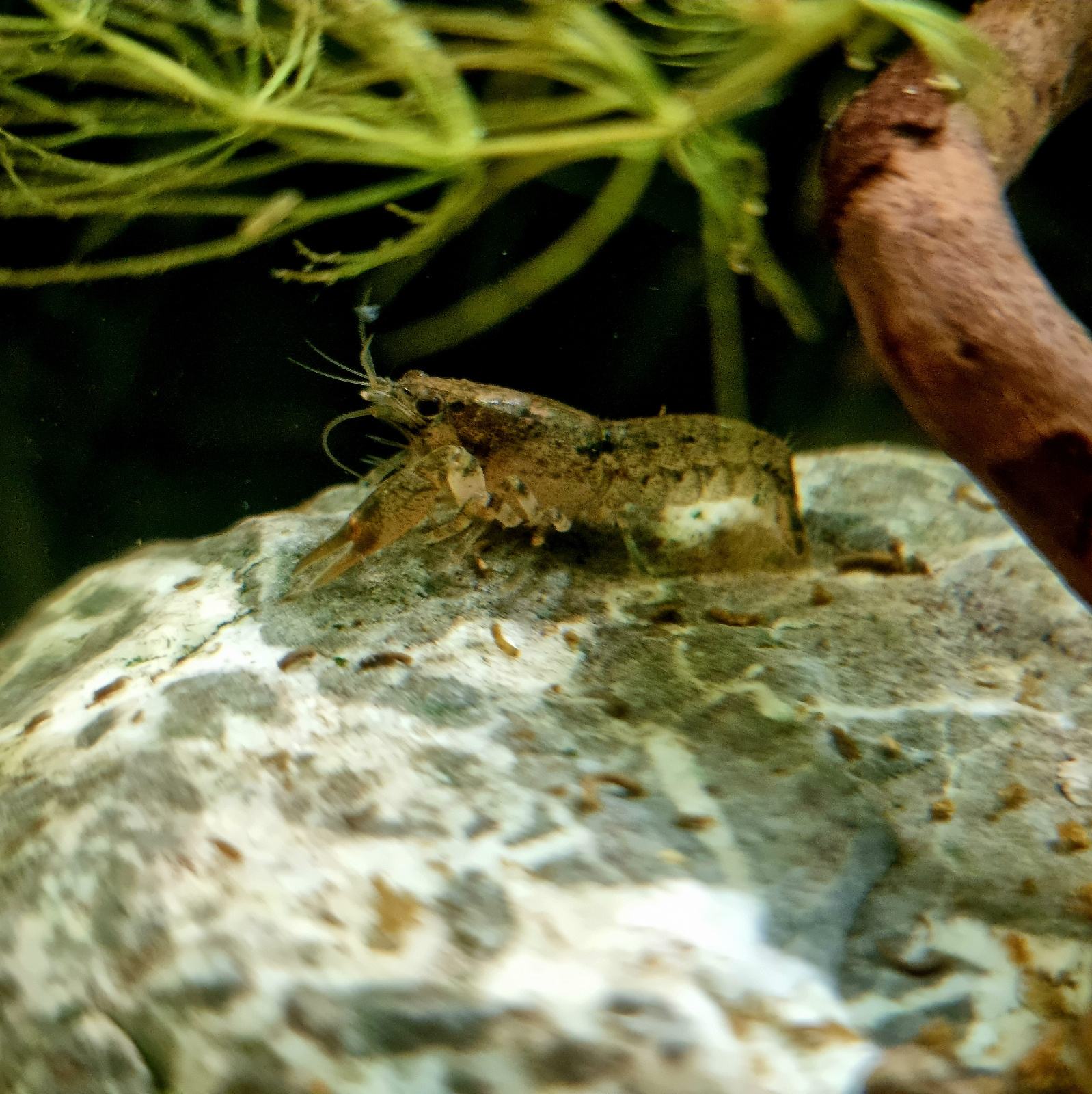 Patuljasti slatkovodni akvarijski rak, Blue dwarf crayfish