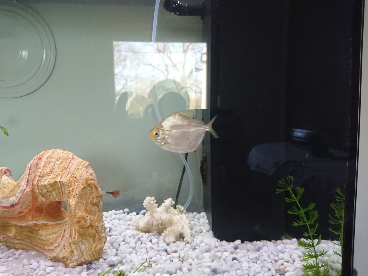 Silver Dollar zamjena za akvarijsko bilje