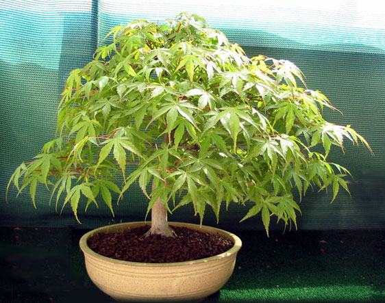 bambus pflanzen zimmer Fargesia Rufa (Bambus) kaufen? | Rufus