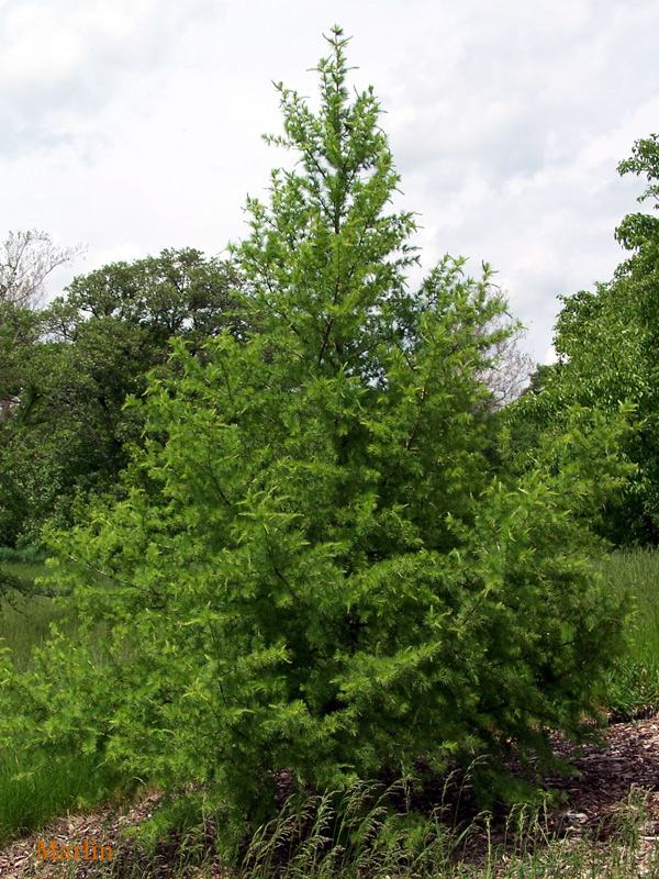 Aris Tree Ariš - sadnice (Larix decidua)*ukrasni grmovi i drveće*