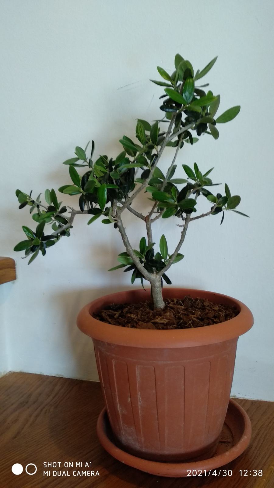 japanese juniper bonsai Juniper Bonsai Tree main image 0
