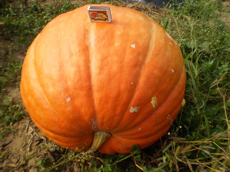 Buče Big Moon -sjeme(divovske bundeve)