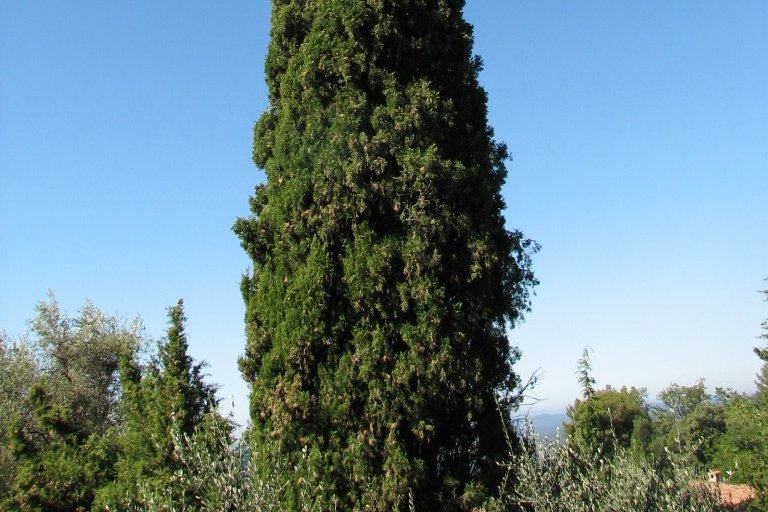 ČEMPRES, Cupressus sempervirens, sadnica