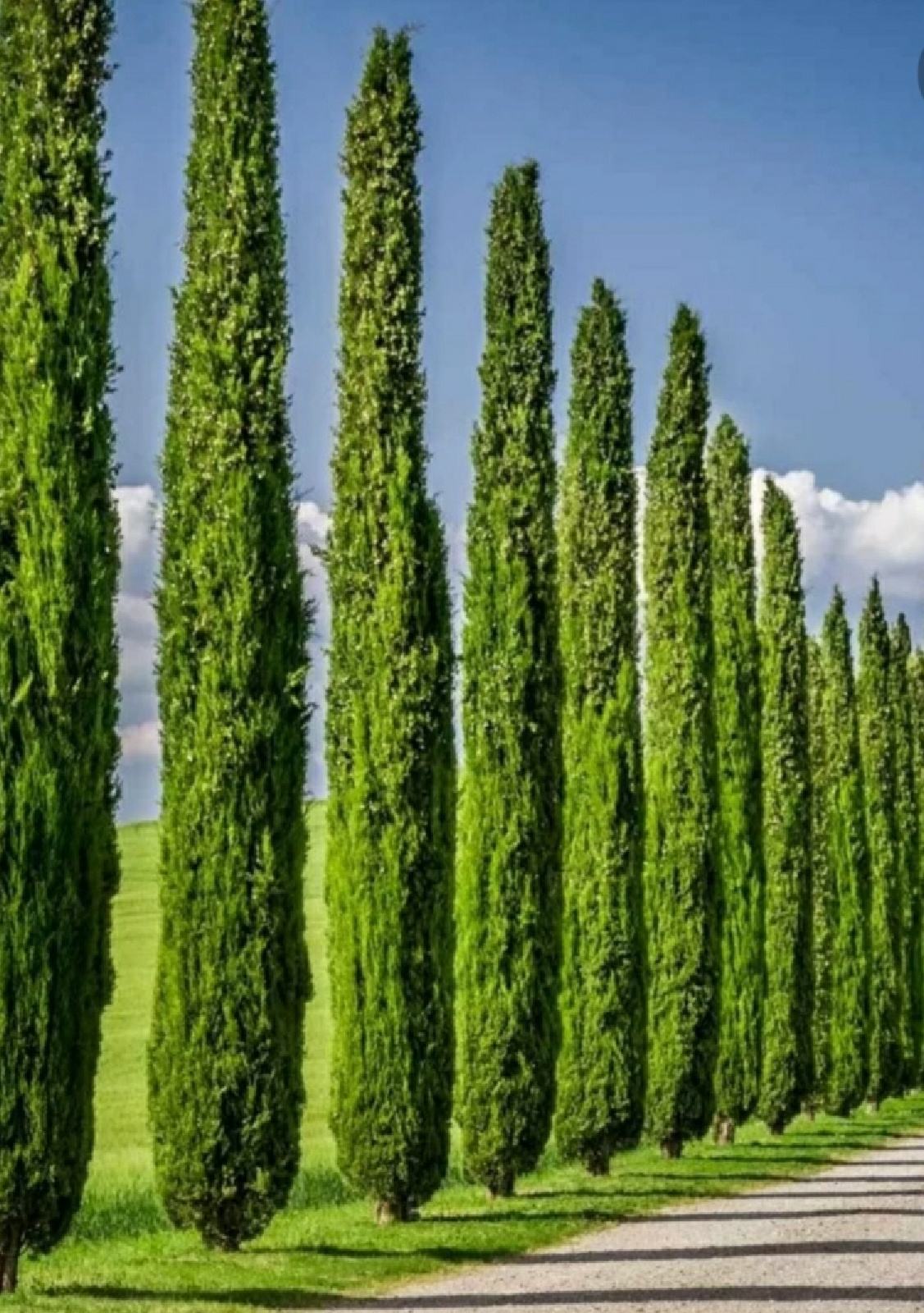 Cupressus sempervirens / toskanski / mediteranski / talijanski čempres