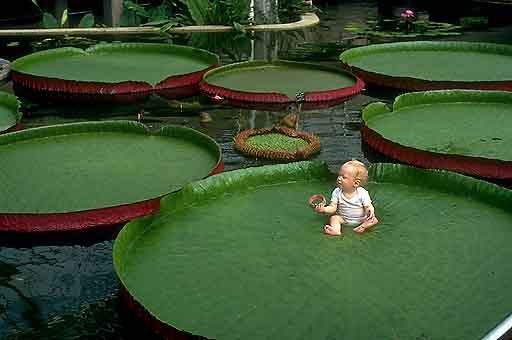 Divovski lopoč - Victoria Amazonica